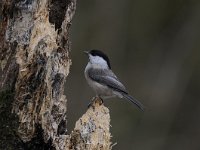 Parus palustris 26, Glanskop, Saxifraga-Luuk Vermeer