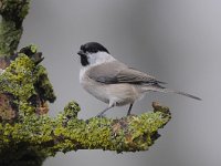 Parus palustris 29, Glanskop, Saxifraga-Luuk Vermeer