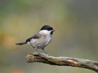 Parus palustris 36, Glanskop, Saxifraga-Luuk Vermeer