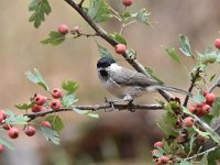 Parus palustris 38, Glanskop, Saxifraga-Luuk Vermeer