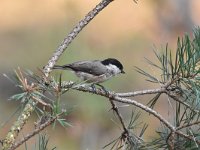 Parus palustris 40, Glanskop, Saxifraga-Luuk Vermeer