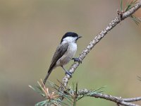 Parus palustris 41, Glanskop, Saxifraga-Luuk Vermeer