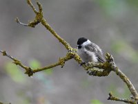 Parus palustris 42, Glanskop, Saxifraga-Luuk Vermeer