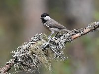 Parus palustris 46, Glanskop, Saxifraga-Luuk Vermeer