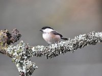 Parus palustris 47, Glanskop, Saxifraga-Luuk Vermeer