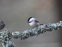 Parus palustris 49, Glanskop, Saxifraga-Luuk Vermeer