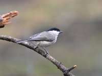 Parus palustris 52, Glanskop, Saxifraga-Luuk Vermeer