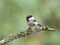 Parus palustris 55, Glanskop, Saxifraga-Luuk Vermeer