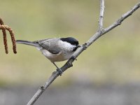 Parus palustris 60, Glanskop, Saxifraga-Luuk Vermeer