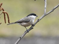 Parus palustris 61, Glanskop, Saxifraga-Luuk Vermeer