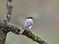 Parus palustris 63, Glanskop, Saxifraga-Luuk Vermeer