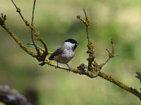 Parus palustris 65, Glanskop, Saxifraga-Luuk Vermeer