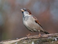 Passer domesticus 106, Huismus, Saxifraga-Luuk Vermeer