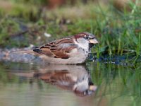 Passer domesticus 107, Huismus, Saxifraga-Luuk Vermeer