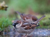 Passer domesticus 109, Huismus, Saxifraga-Luuk Vermeer