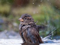 Passer domesticus 111, Huismus, Saxifraga-Luuk Vermeer