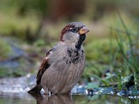 Passer domesticus 112, Huismus, Saxifraga-Luuk Vermeer