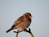 Passer domesticus 115, Huismus, Saxifraga-Luuk Vermeer