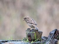 Passer domesticus 117, Huismus, Saxifraga-Luuk Vermeer