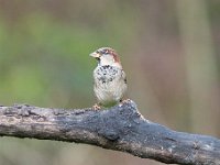 Passer domesticus 118, Huismus, Saxifraga-Luuk Vermeer