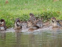 Passer domesticus 121, Huismus, Saxifraga-Luuk Vermeer