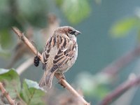 Passer domesticus 122, Huismus, Saxifraga-Luuk Vermeer