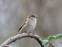 Passer domesticus 128, Huismus, Saxifraga-Luuk Vermeer