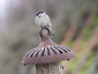 Passer domesticus 134, Huismus, Saxifraga-Luuk Vermeer