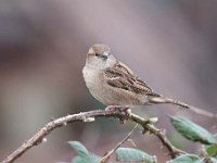 Passer domesticus 135, Huismus, Saxifraga-Luuk Vermeer