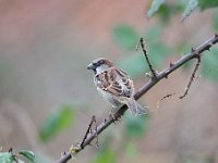 Passer domesticus 138, Huismus, Saxifraga-Luuk Vermeer