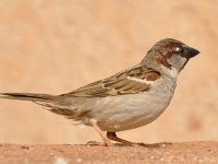 Passer domesticus 156, Huismus, Saxifraga-Tom Heijnen