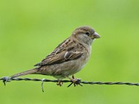 Huismus #47308 : Huismus, Passer domesticus, House Sparrow, female