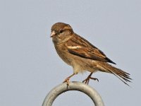 Huismus #46985 : Huismus, Passer domesticus, House Sparrow, female