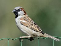 Huismus #46825 : Huismus, Passer domesticus, House Sparrow