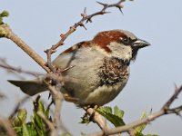 Huismus #46807 : Huismus, Passer domesticus, House Sparrow