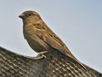 Huismus #46675 : Huismus, Passer domesticus, House Sparrow, female