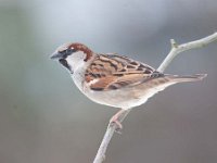 Passer domesticus 87, Huismus, Saxifraga-Luuk Vermeer