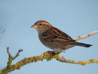 Passer domesticus 88, Huismus, Saxifraga-Luuk Vermeer