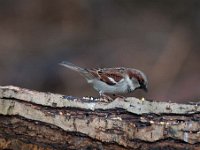 Passer domesticus 92, Huismus, Saxifraga-Luuk Vermeer