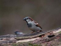 Passer domesticus 94, Huismus, Saxifraga-Luuk Vermeer