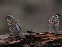 Passer domesticus 95, Huismus, Saxifraga-Luuk Vermeer