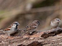 Passer domesticus 99, Huismus, Saxifraga-Luuk Vermeer