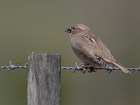 Passer hispaniolensis 11, Spaanse mus, female, Saxifraga-Mark Zekhuis