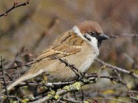 Ringmus #46809 : Ringmus, Passer montanus, Tree Sparrow