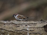 Passer montanus 37, Ringmus, Saxifraga-Luuk Vermeer