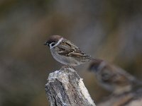 Passer montanus 39, Ringmus, Saxifraga-Luuk Vermeer