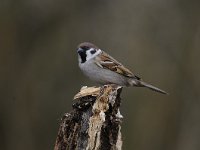 Passer montanus 47, Ringmus, Saxifraga-Luuk Vermeer