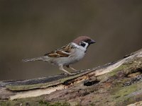 Passer montanus 48, Ringmus, Saxifraga-Luuk Vermeer