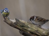 Passer montanus 49, Ringmus, Saxifraga-Luuk Vermeer