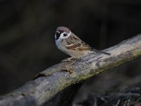 Passer montanus 55, Ringmus, Saxifraga-Luuk Vermeer